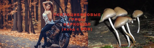 МДПВ Новокубанск